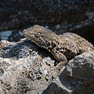 Cinque Terre - Sentiero Azzuro - Wall gecko